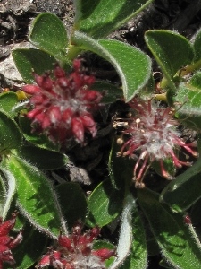 Salix arctica